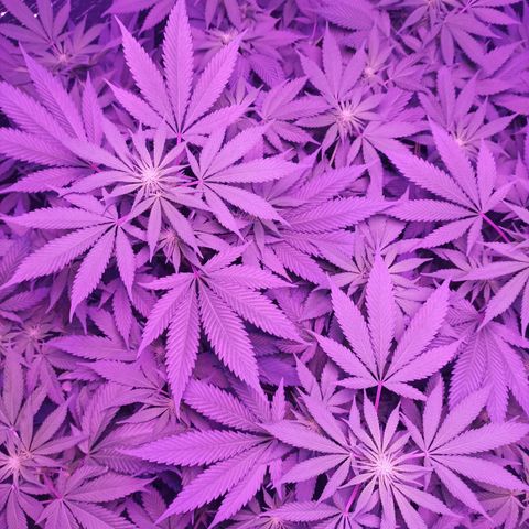 María growlog timeline photo