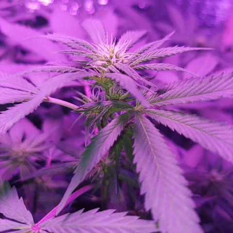 María growlog timeline photo