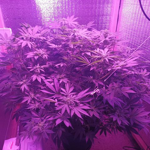 María growlog timeline photo