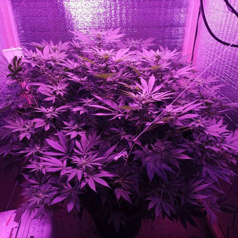 María growlog timeline photo