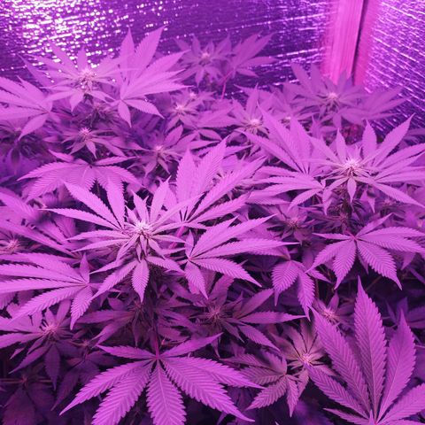 María growlog timeline photo