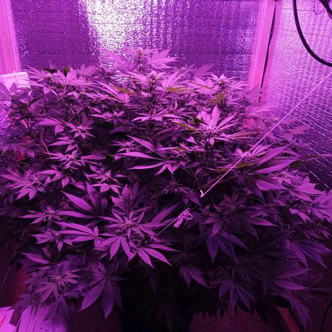 María growlog timeline photo