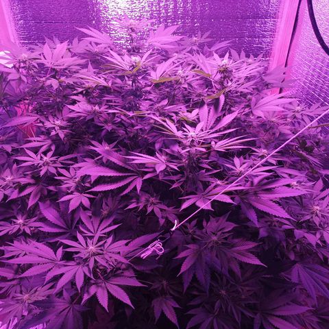 María growlog timeline photo