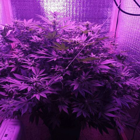 María growlog timeline photo