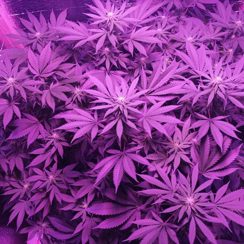 María growlog timeline photo