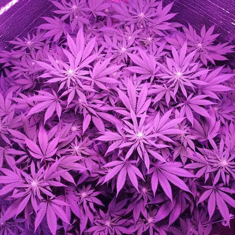 María growlog timeline photo