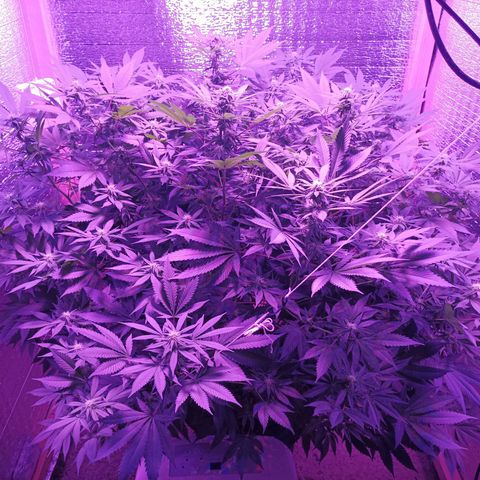 María growlog timeline photo