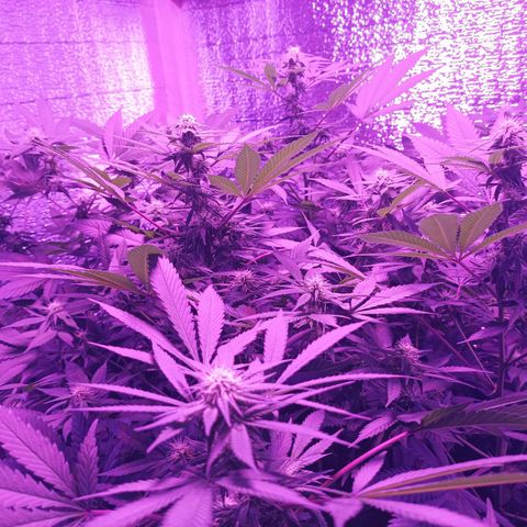 María growlog timeline photo