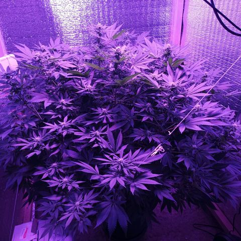 María growlog timeline photo
