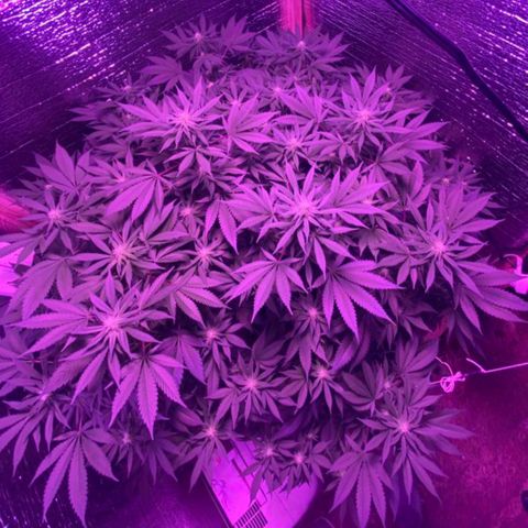 María growlog timeline photo