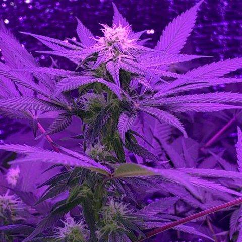 María growlog timeline photo