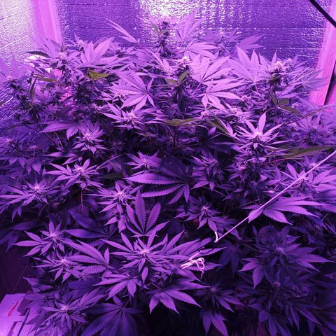 María growlog timeline photo