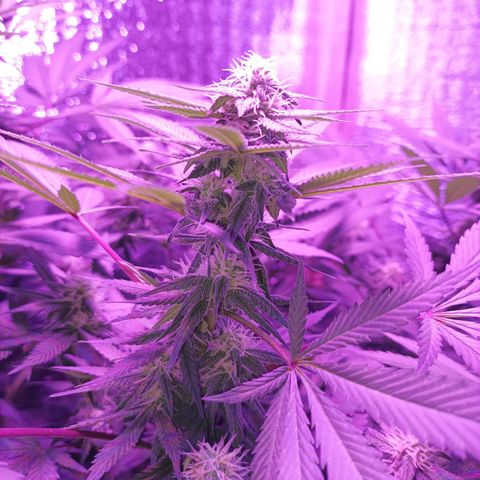 María growlog timeline photo