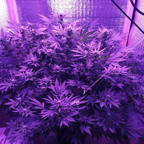 María growlog timeline photo