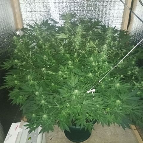 María growlog timeline photo