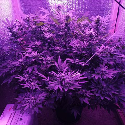 María growlog timeline photo