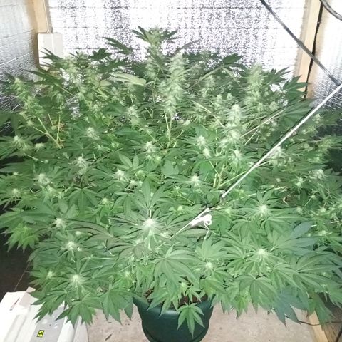 María growlog timeline photo