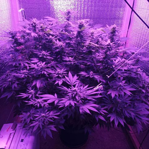 María growlog timeline photo