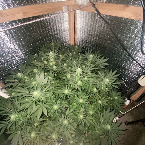 María growlog timeline photo