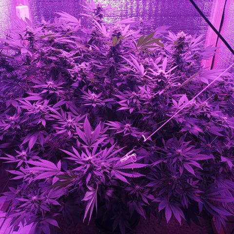 María growlog timeline photo