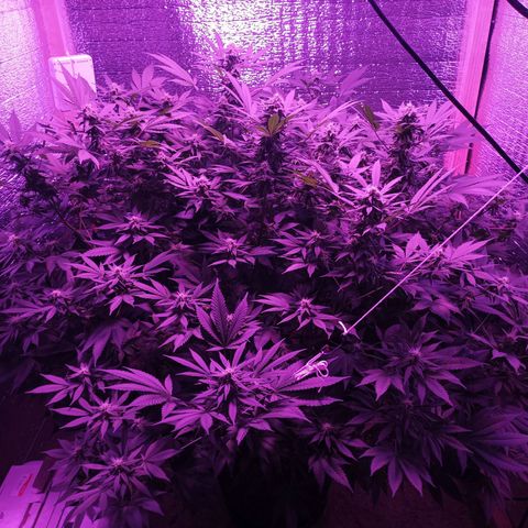 María growlog timeline photo