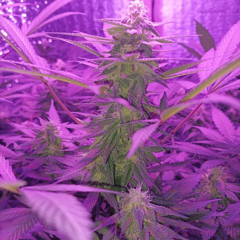 María growlog timeline photo