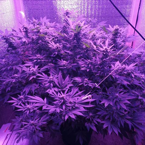 María growlog timeline photo