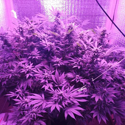 María growlog timeline photo