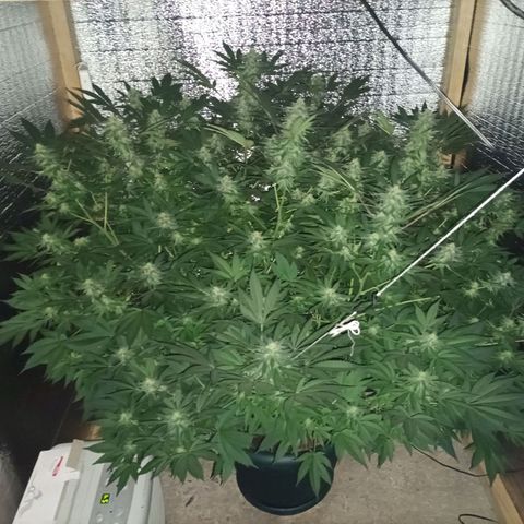 María growlog timeline photo
