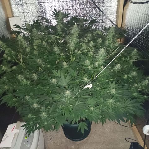 María growlog timeline photo
