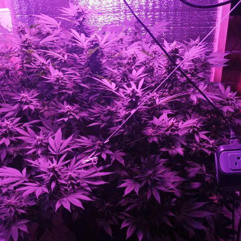 María growlog timeline photo