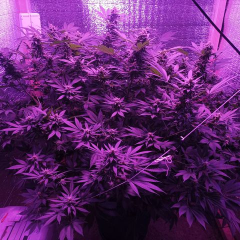 María growlog timeline photo