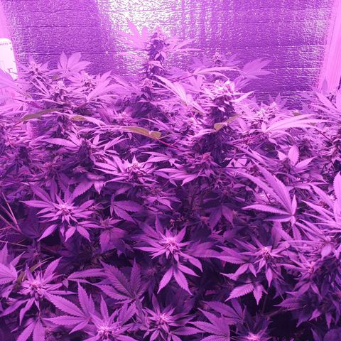 María growlog timeline photo