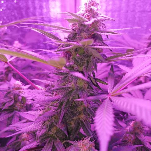 María growlog timeline photo