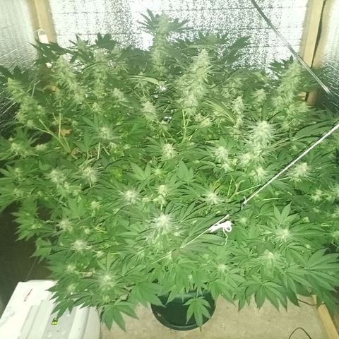 María growlog timeline photo