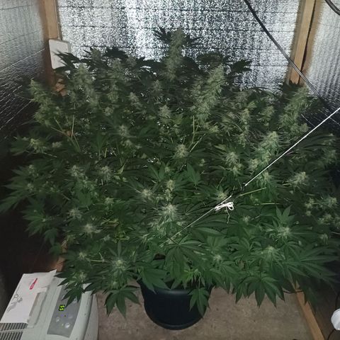 María growlog timeline photo