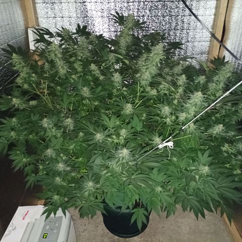 María growlog timeline photo