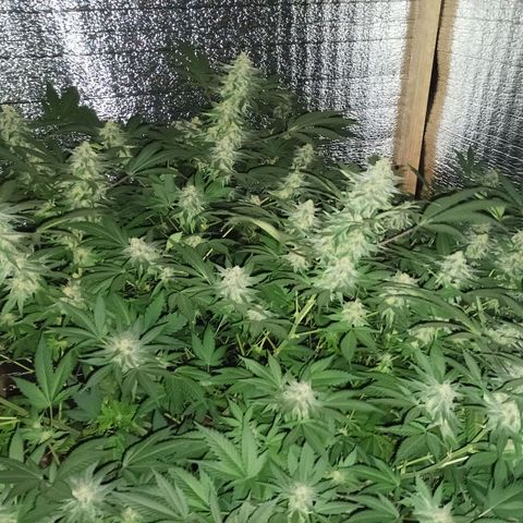 María growlog timeline photo