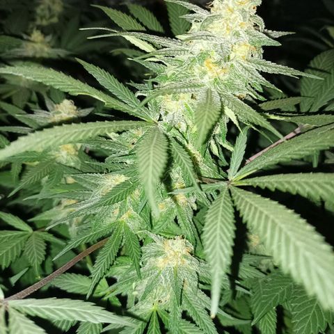 María growlog timeline photo