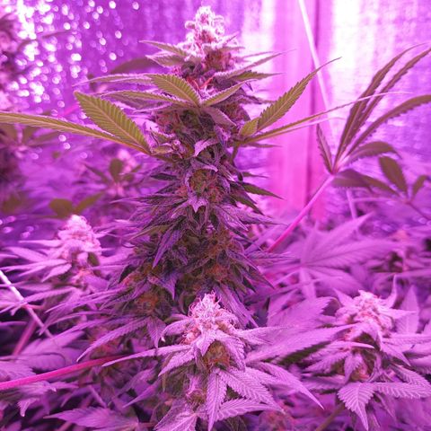María growlog timeline photo