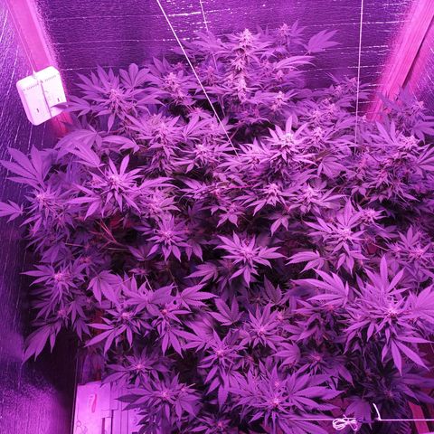 María growlog timeline photo