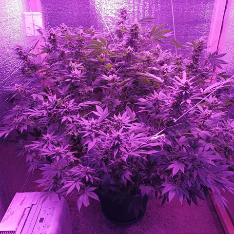 María growlog timeline photo