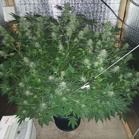 María growlog timeline photo