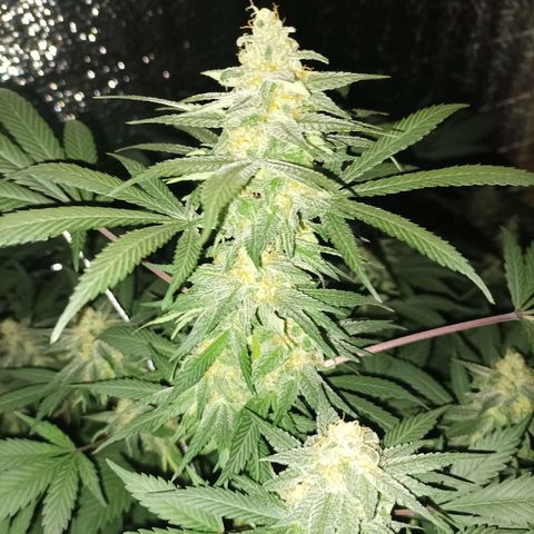 María growlog timeline photo