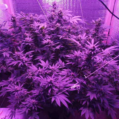María growlog timeline photo