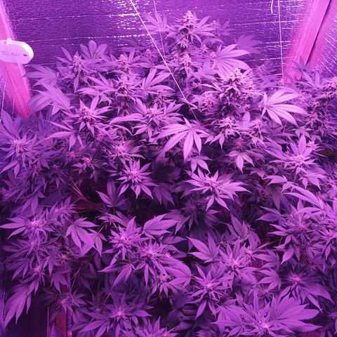 María growlog timeline photo