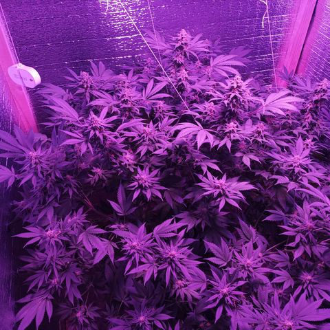 María growlog timeline photo