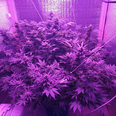 María growlog timeline photo