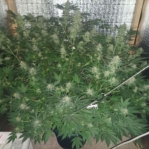 María growlog timeline photo