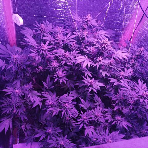 María growlog timeline photo